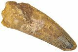 Robust Fossil Spinosaurus Tooth - Feeding Worn Tip #289781-1